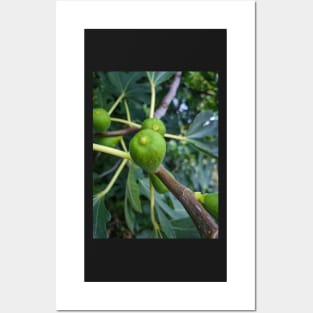 Summer Green Fig Fruit Posters and Art